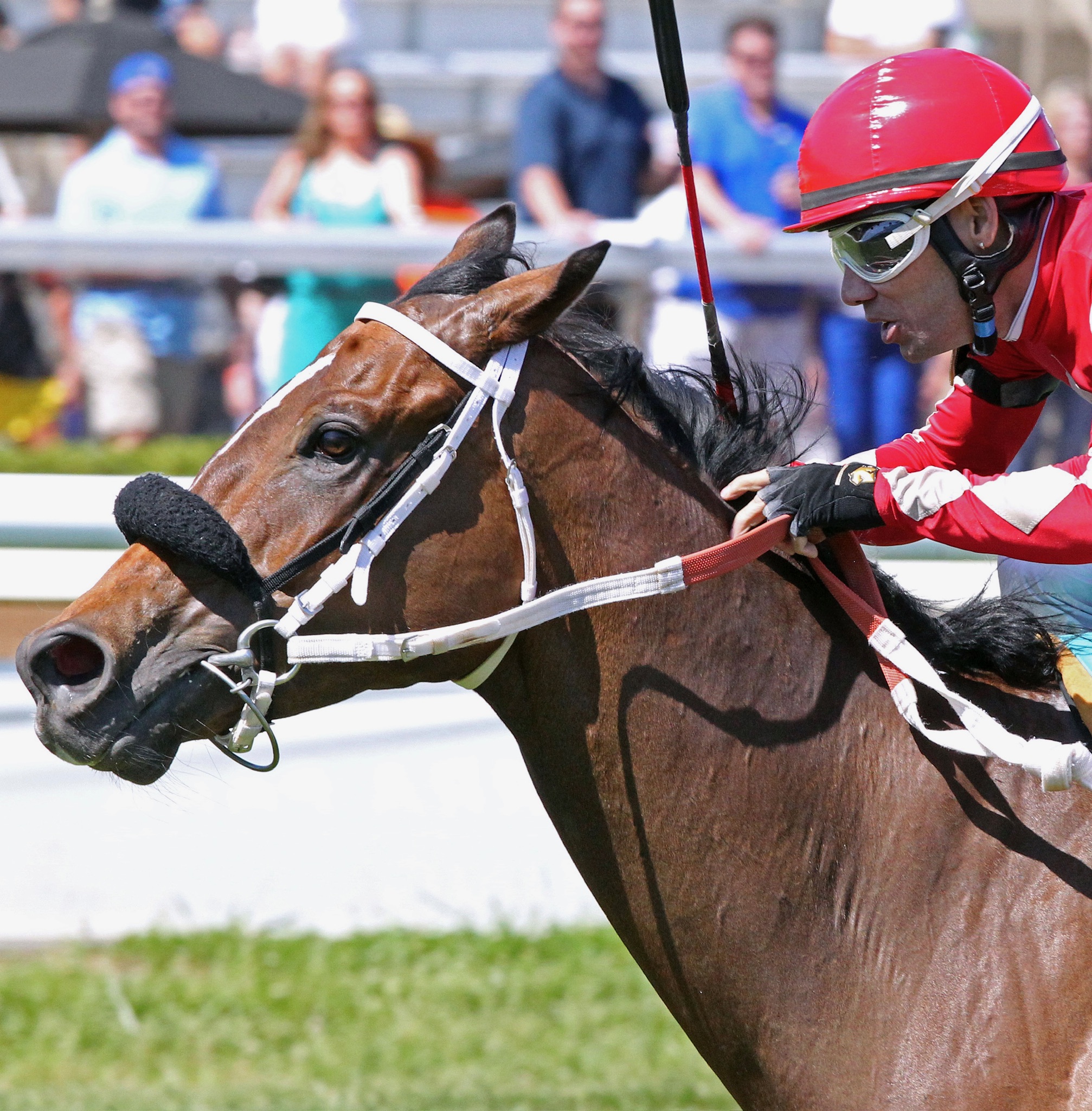 Horse Name