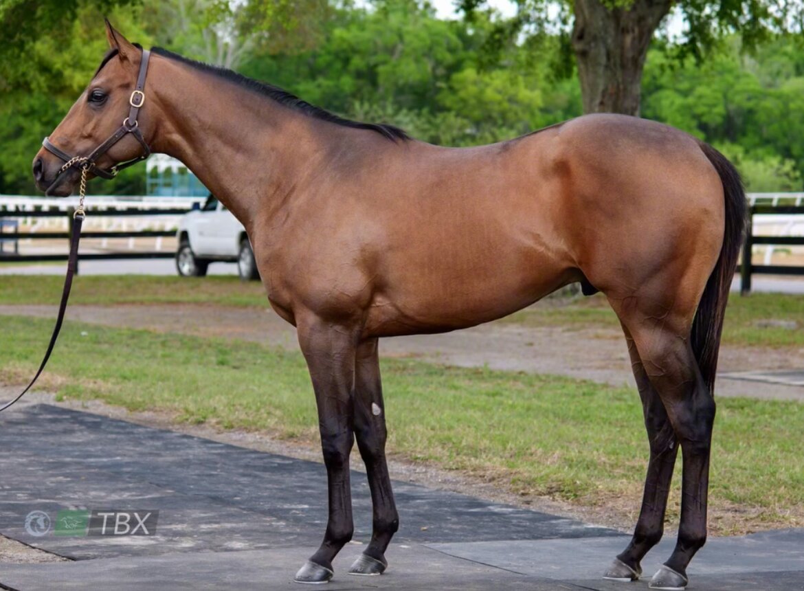 Horse Name