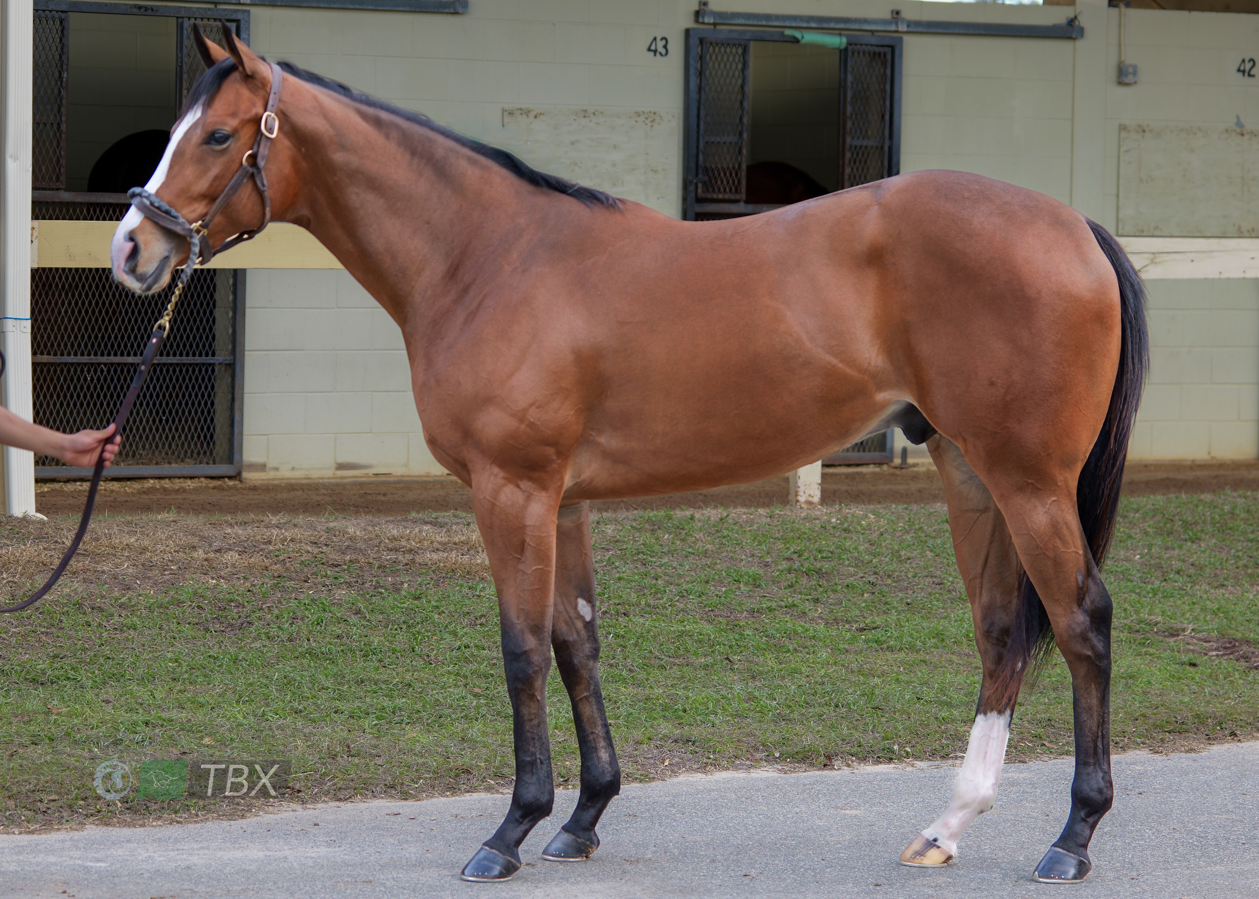 Horse Name