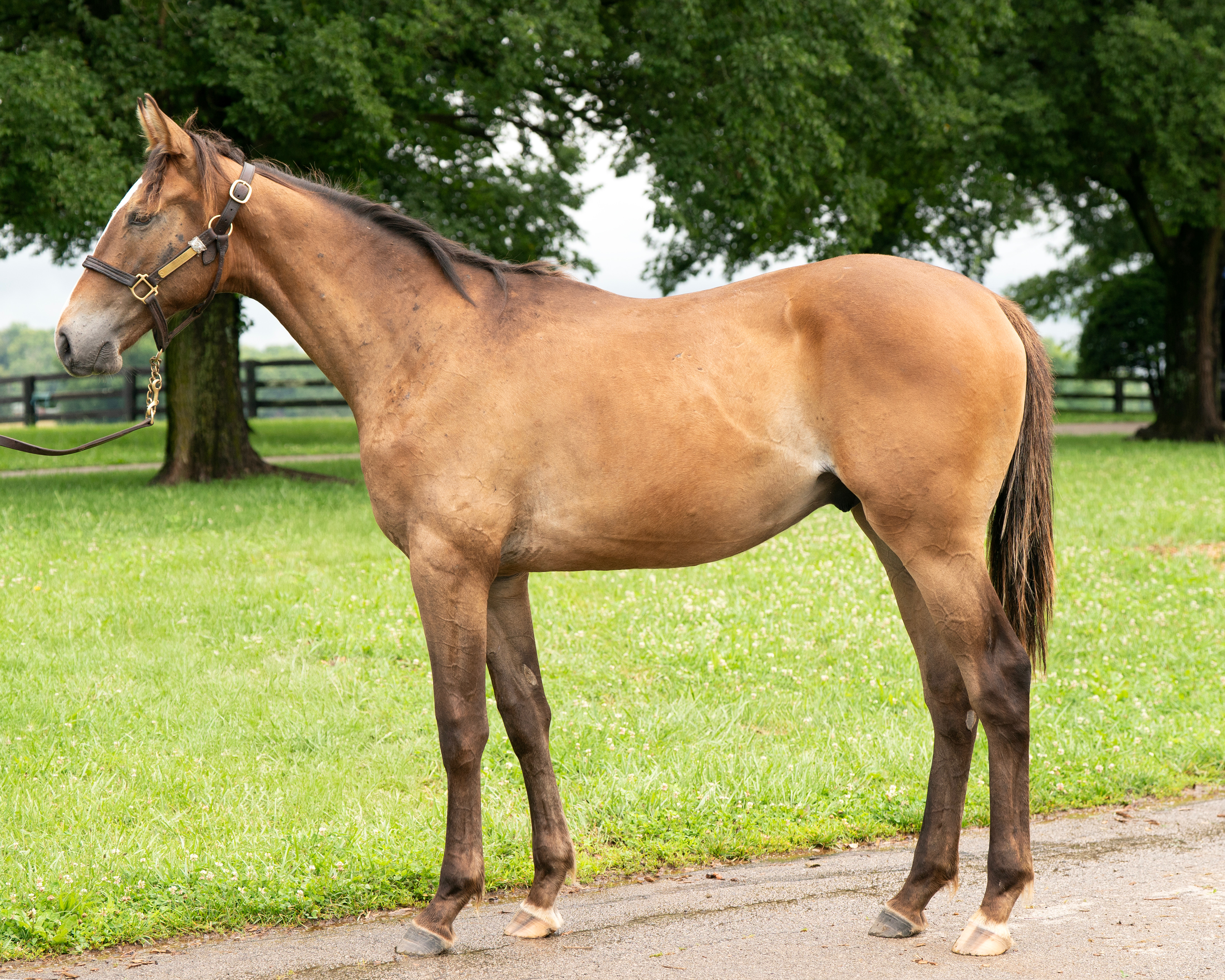 Horse Name