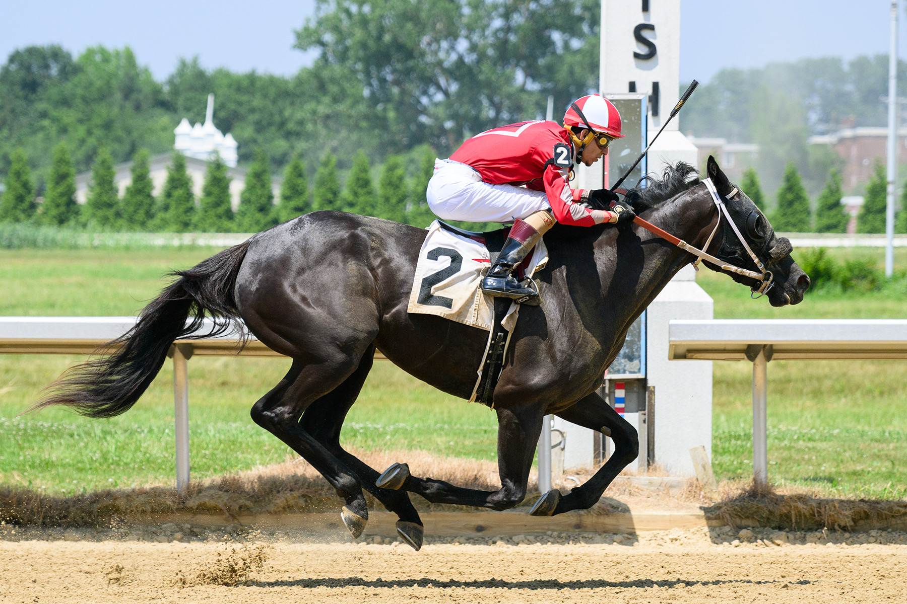 Horse Name