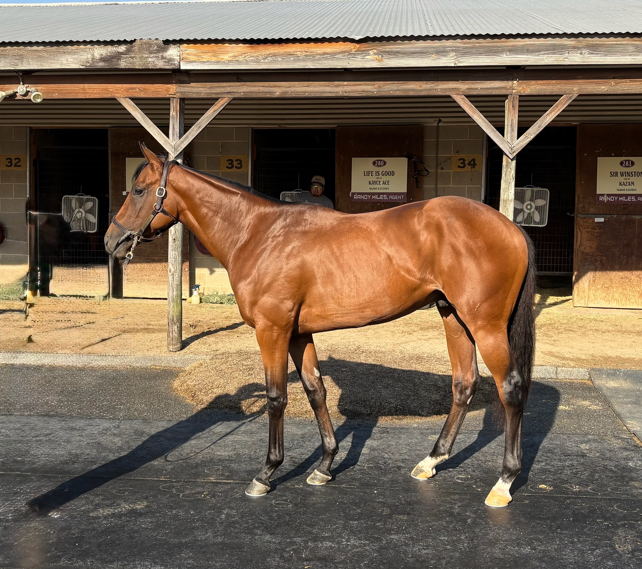 Horse Name