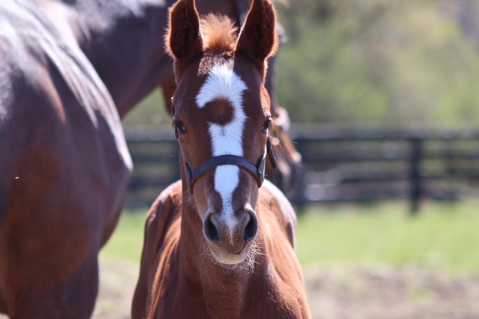 Horse Name